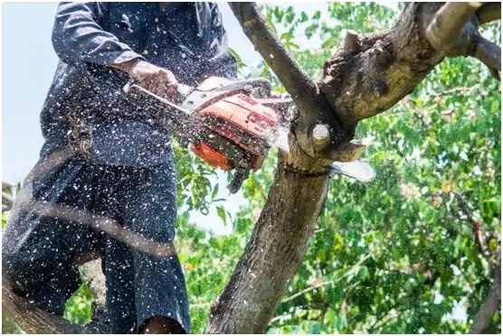 tree services Turbotville